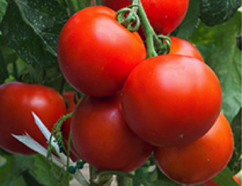 super sioux heirloom tomato